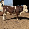 西门塔尔牛五个月的价格改良育肥小牛
