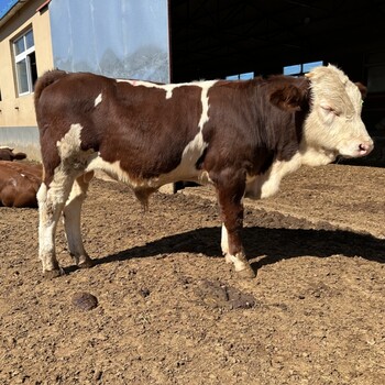 六百多斤西门塔尔小公牛采食能力强纯放山牛
