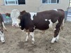 8个月西门塔尔四代母牛免费观察散养育肥牛