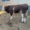 五百斤的西门塔尔小牛犊脊背宽阔周期短