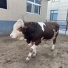 西门塔尔小牛犊600斤现在什么价格以质论价