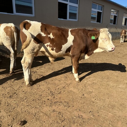 五个月西门塔尔繁殖母牛可技术跟踪服务纯放山牛