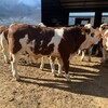 西门塔尔小牛三百斤要多少钱一头周期短
