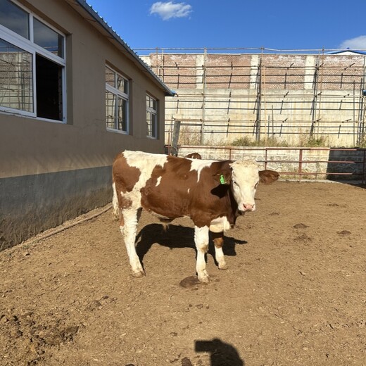 西门塔尔牛犊四百斤至五百斤多少钱一头散养肉牛
