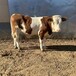 300斤的西门塔尔牛小母牛自养自销好养活