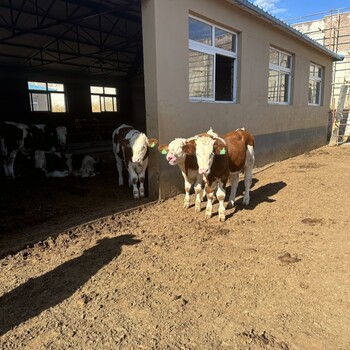 西門塔爾牛五百至六百斤價格純種肉牛出售