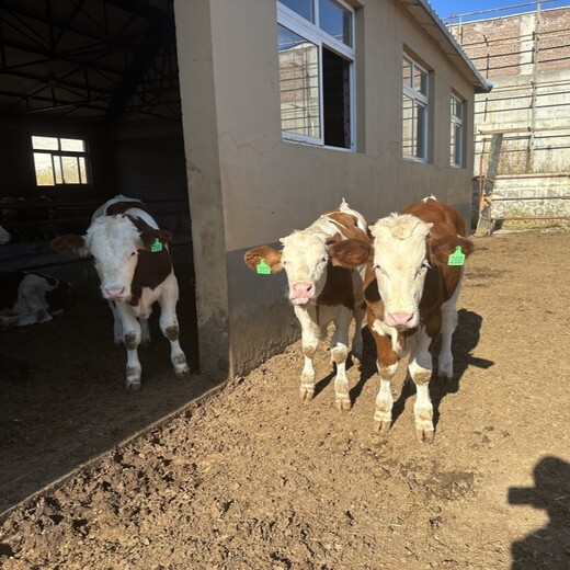 西门塔尔牛犊小母牛六个月的现在什么价格现货充足