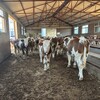 6个月西门塔尔牛犊散养肉牛犊放山架子牛