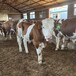 四百斤的西门塔尔小母牛犊好养易活散养肉牛