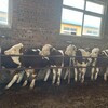 五六百斤西门塔尔小母牛犊好养易活全国发货