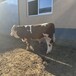 6个月的西门塔尔二岁母牛大小都有纯种肉牛出售