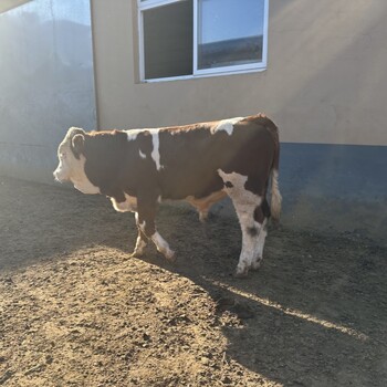 400斤左右西门塔尔牛犊小母牛育肥效果好生态散养