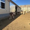 400至500斤西门塔尔小母牛犊以质论价全国发货