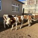 600斤左右西门塔尔2岁母牛散养肉牛犊可视频挑选