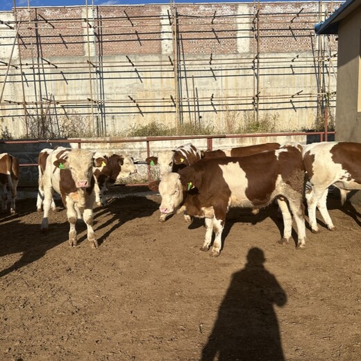 8个月西门塔尔小母牛犊免费观察产肉量高