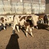 四百斤的西门塔尔二岁母牛好养易活提供技术