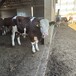 西门塔尔牛犊子500斤左右多少钱一只放山架子牛