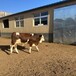 五个月西门塔尔2岁母牛可技术跟踪服务散养肉牛