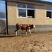 西门塔尔牛犊小母牛六百斤的价格免费观察