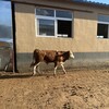 5个月的西门塔尔牛犊小母牛好养易活周期短