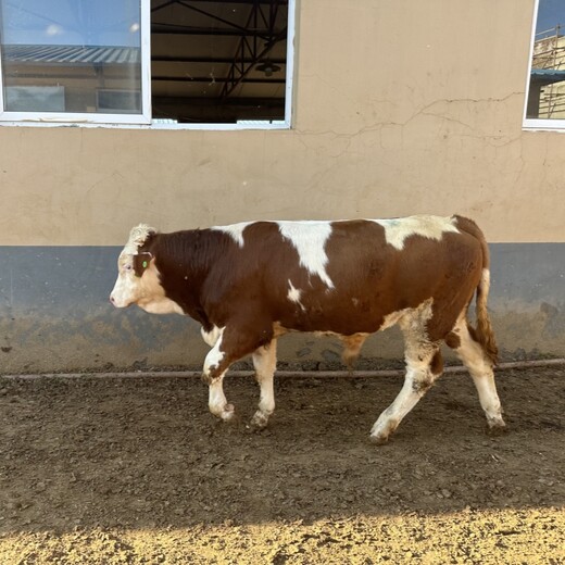 三四百斤西门塔尔小牛犊脊背宽阔红白花的