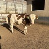 300--400斤西门塔尔2岁母牛全国都可养专车运输
