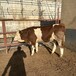 西门塔尔牛犊小母牛四百斤要多少钱脊背宽阔
