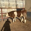西门塔尔牛犊子六百多斤市场价多少脊背宽阔