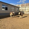 三百斤西门塔尔二岁母牛提供养殖技术生态散养