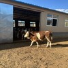 500多斤的西门塔尔四代母牛以质论价饲养简单