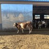西门塔尔小母牛四百多斤多少钱四肢强健