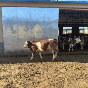 西门塔尔小母牛犊500斤左右多少钱一只全国都可养
