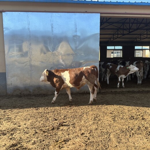 五六百斤的西门塔尔牛犊小母牛脊背宽阔数量充足