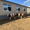 六百多斤西门塔尔繁殖母牛采食能力强改良肉牛犊