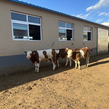 西门塔尔基础母牛500斤左右多少钱一只改良育肥小牛