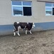 6个月西门塔尔小母牛苗散养肉牛犊四肢强健