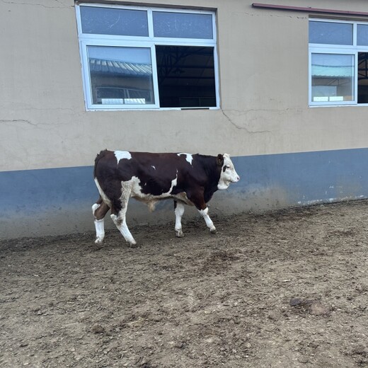 西门塔尔牛苗600斤现在什么价格散养育肥牛