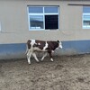 西门塔尔小母牛犊500多斤价钱以质论价