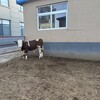 六百斤的西门塔尔二岁母牛散养肉牛犊专车运输