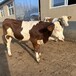 西门塔尔小牛600多斤出售纯种肉牛出售