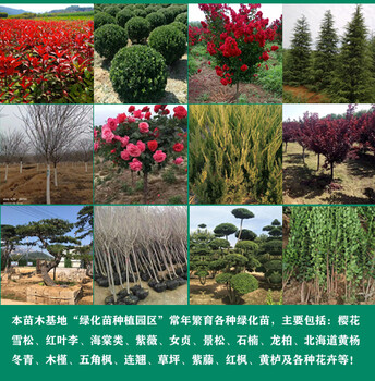 1.5米北海道黃楊樹苗產(chǎn)地報價