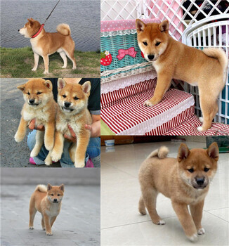 海南三亞本地黑狼犬舍黑狼價格