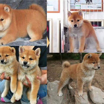 海南三亞本地黑狼犬舍黑狼價格