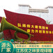 临洮广场绿雕在线报价仿真植物墙以客为尊