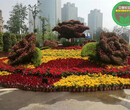 吉林永吉國慶五色草造型供應廠家圖片