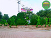 广东茂名国庆74周年绿雕供应厂家