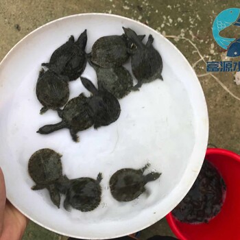湖南張家界鱉苗批發湖南懷化甲魚苗水魚苗出售