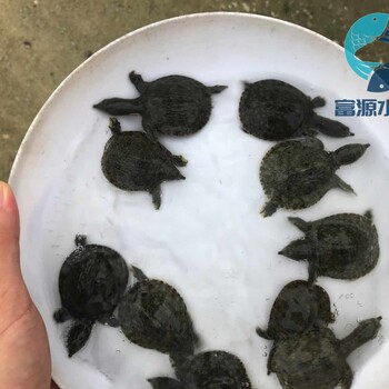湖南張家界鱉苗批發湖南懷化甲魚苗水魚苗出售