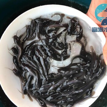 江蘇南通塘虱苗批發江蘇南京胡子鯰魚苗出售