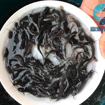 江蘇南通塘虱苗批發江蘇南京胡子鯰魚苗出售